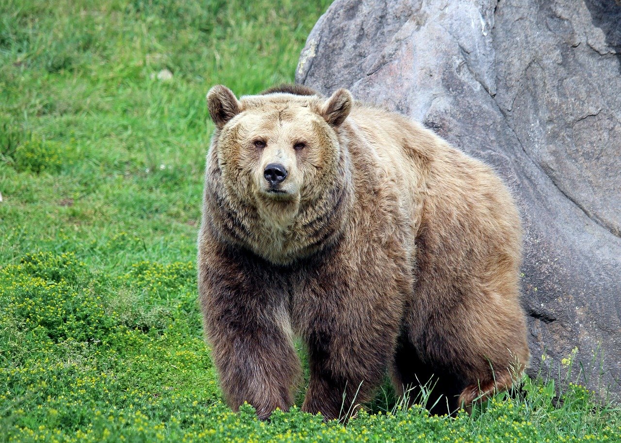 Grizzly Bear in Montana